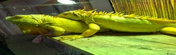 Iguana reptiles for sale: Iguana Albino for sale. A pair Male and Female - Advert 5