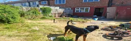 Mixed Breed dogs for sale: Dobbie my baby Dobermann - Advert 4