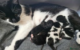 Domestic Shorthair cats for sale: Adorable Tuxedo Kitten for sale - Image 3