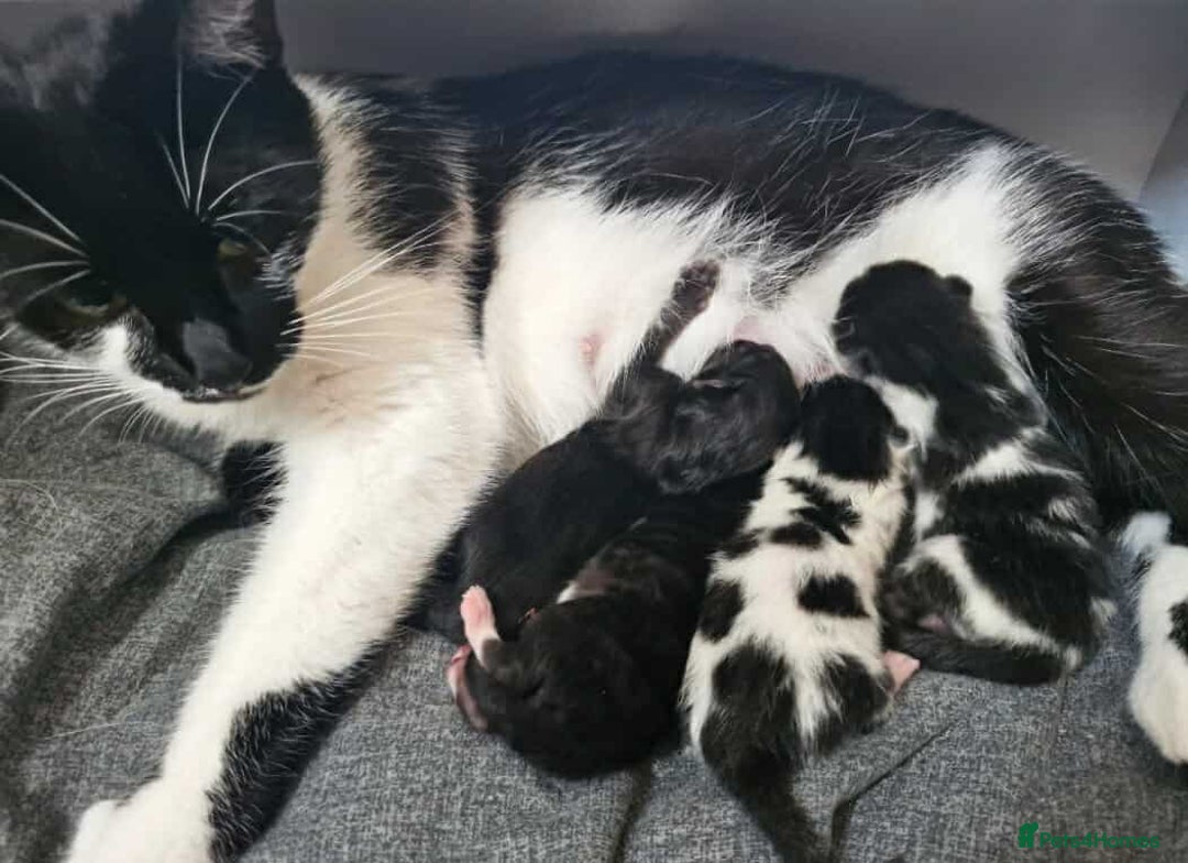 Domestic Shorthair cats for sale: Adorable Tuxedo Kitten for sale - Image 3