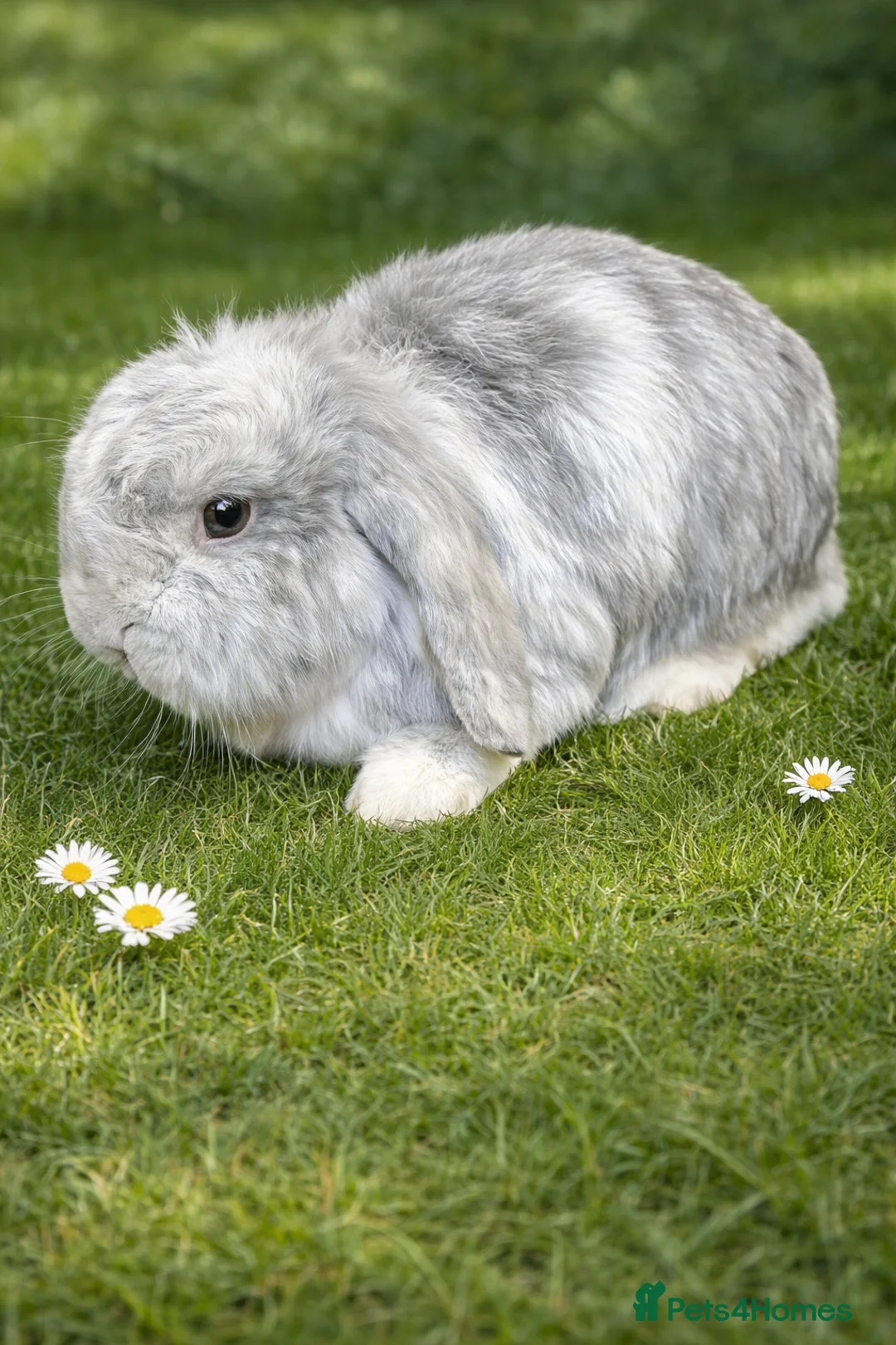 Mini Lop rabbits for sale: Stunning neutered house bunny - Advert 1
