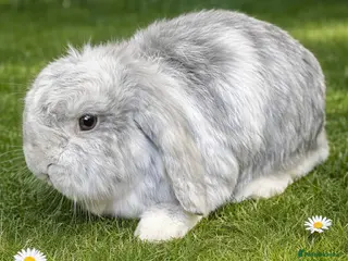 Mini Lop rabbits Stunning neutered house bunny - Advert 17