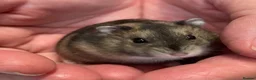 Hamster rodents for sale: Baby Winter White Russian hamsters (pure bred). - Advert 12
