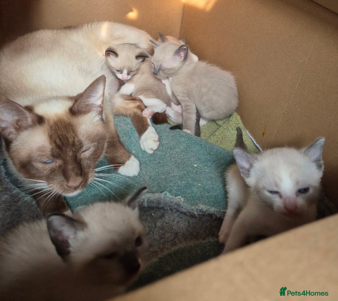 Snowshoe cats for sale: Stunning pedigree Snowshoe kittens  - Image 7