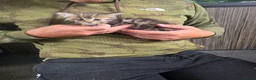 Mixed Breed cats for sale: Kittens  - Advert 2