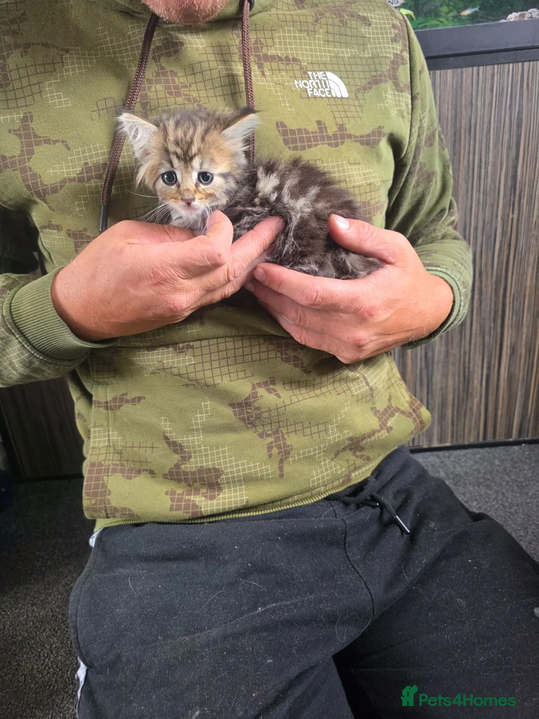 Mixed Breed cats for sale: Kittens  - Advert 2