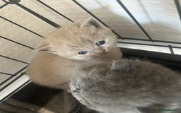 British Shorthair cats for sale: British short haired kittens ❤️ - Image 3