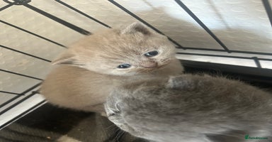British Shorthair cats - Advert 14