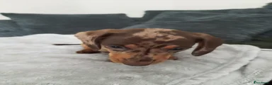 Miniature Dachshund Puppy 4