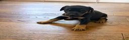 Dobermann dogs for sale: Dobermann puppies available - loving homes wanted  - Advert 6