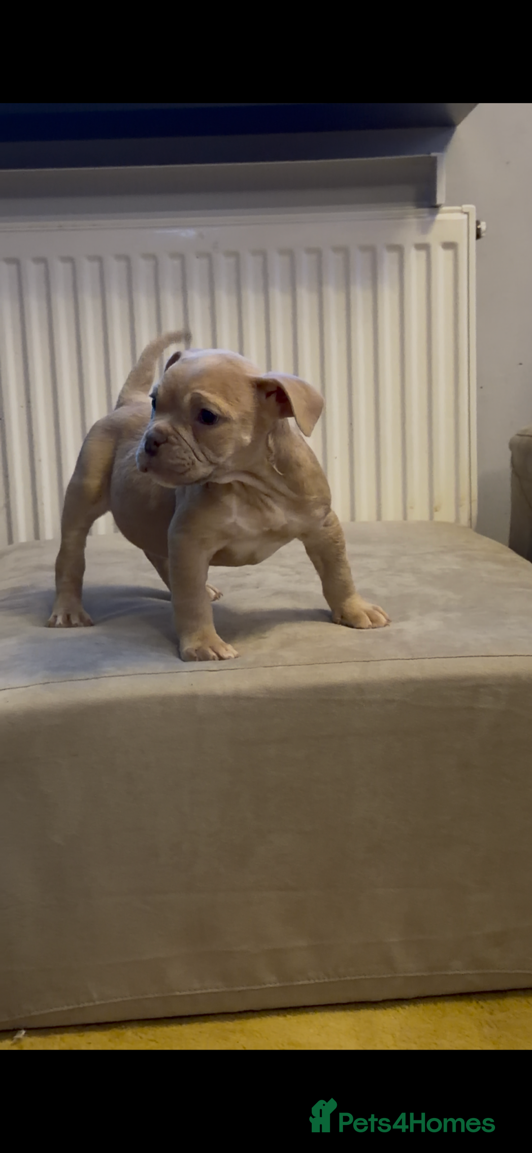 American Bully dogs for sale: 💥 Pocket bully puppies 💥 - Image 4