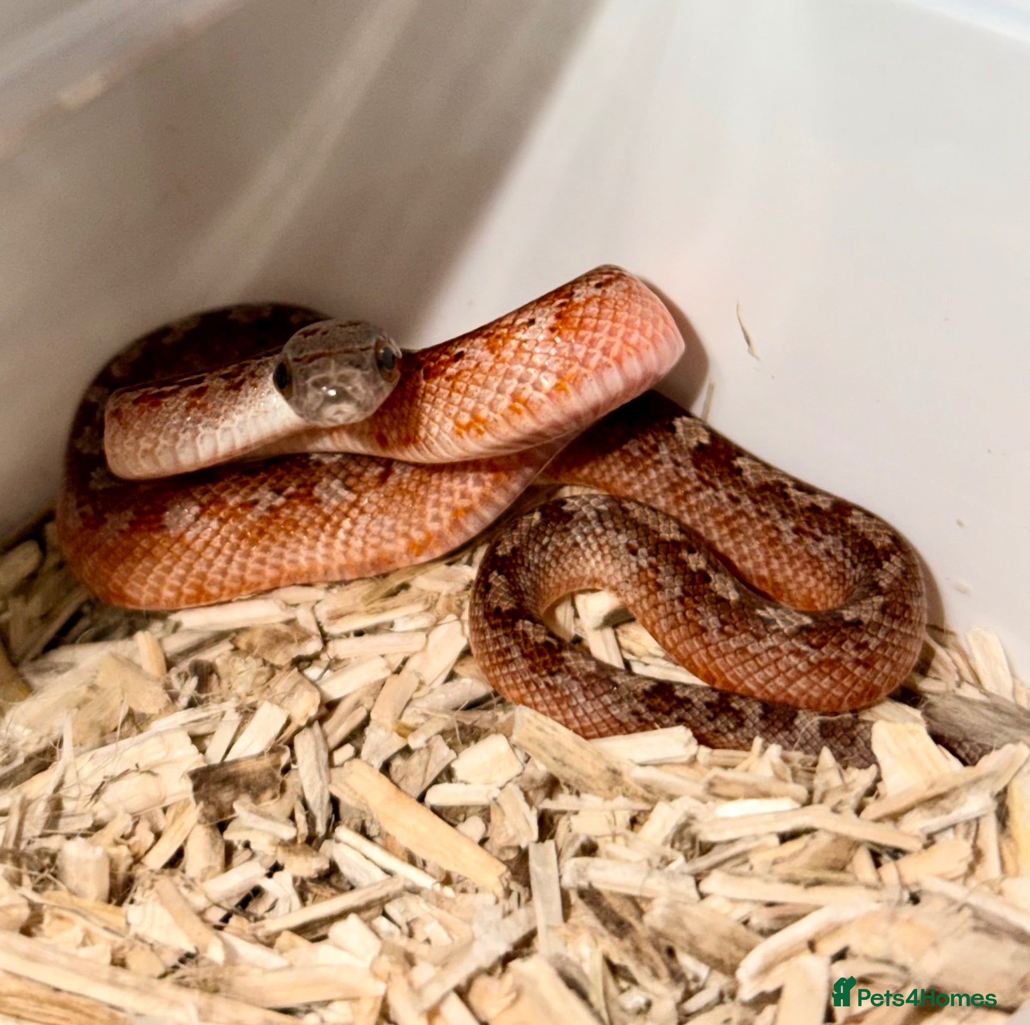 Corn Snake reptiles Baby cornsnakes  - Advert 1