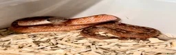 Corn Snake reptiles for sale: Baby cornsnakes  in Paignton - Advert 1