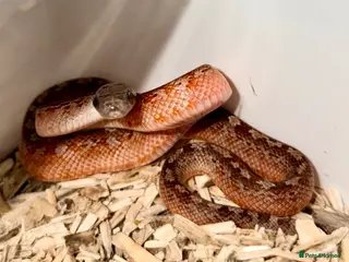Corn Snake reptiles Baby cornsnakes - Advert 23