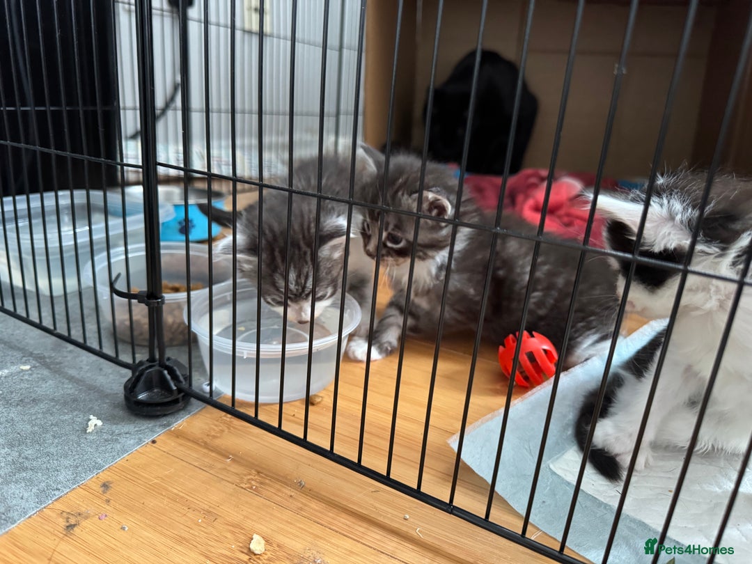Domestic Shorthair cats for sale: 5 short/fluffy domestic kittens  - Image 10