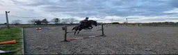 British Warmblood horses for sale: Eventing Schoolmistress in Northallerton - Advert 4