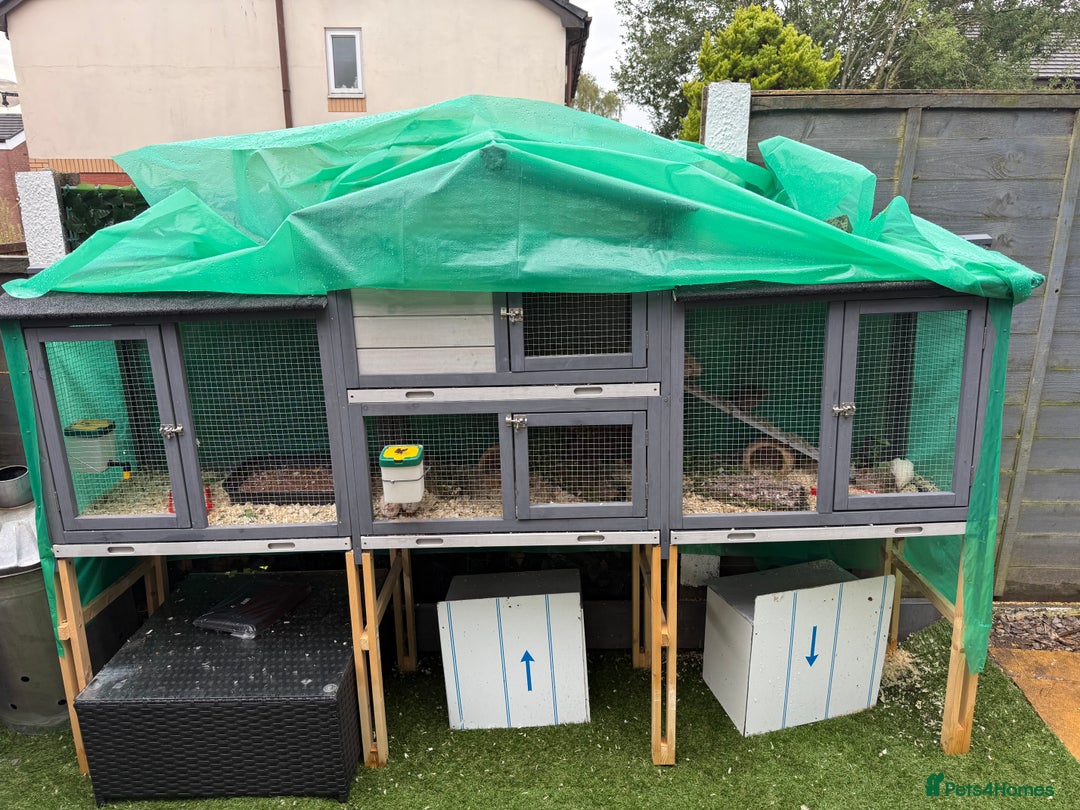 Quail poultry for sale: Full Quail Set-Up with 7 button Quails - Image 2