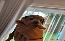Miniature Dachshund dogs for sale: Six beautiful miniature Dachshunds - Image 18