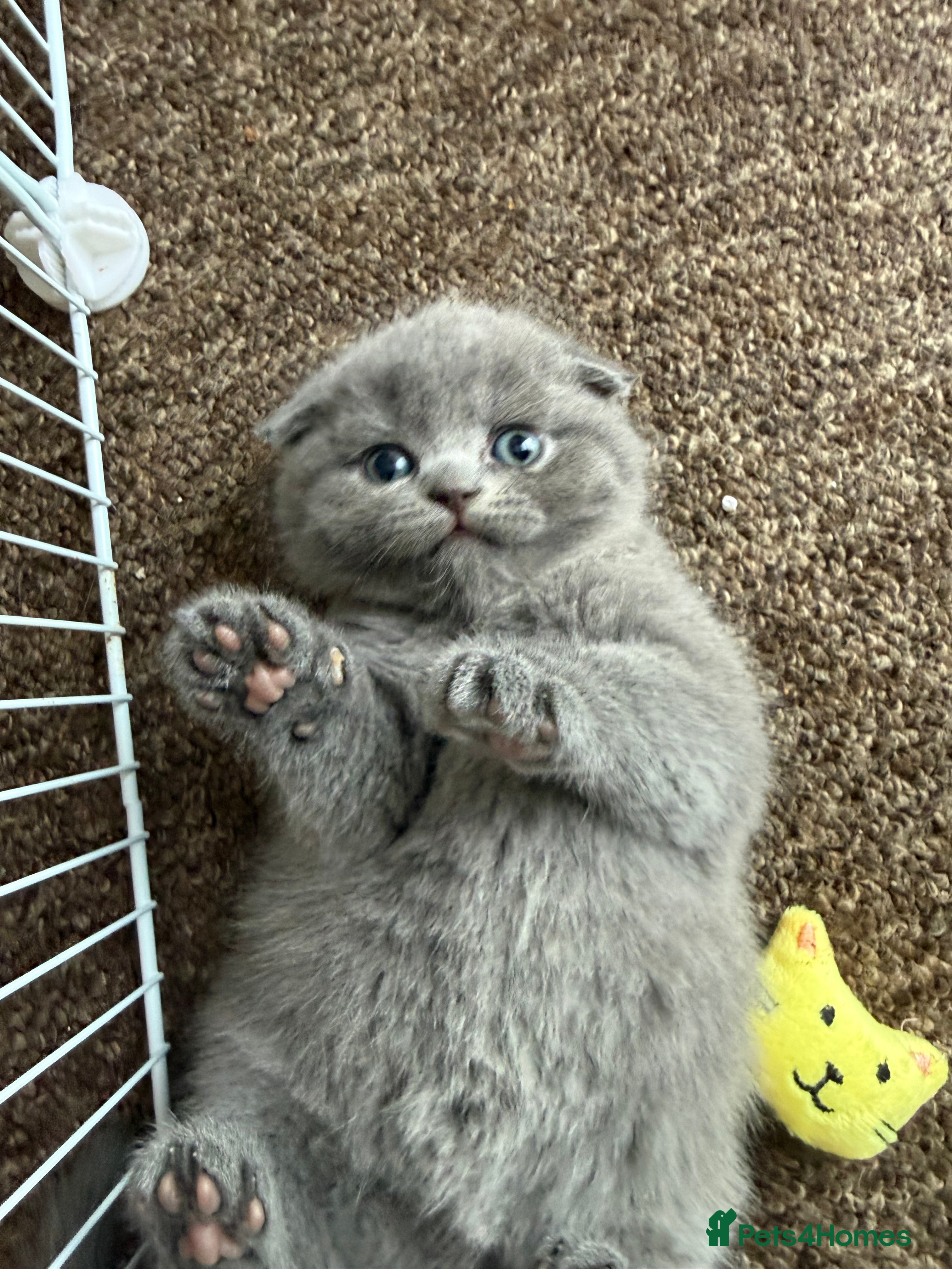 Scottish Fold cats 5 Beautiful Scottish Fold & straight Kittens - Advert 13