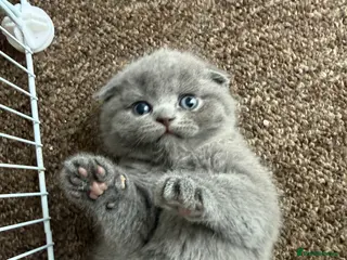 Scottish Fold cats 5 Beautiful Scottish Fold & straight Kittens - Advert 13