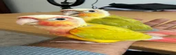 Conures birds for sale: Baby Mooncheek and Suncheek Conure Chicks - Advert 4