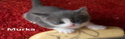 Mixed Breed cats for sale: 2 Affectionate British Shorthair Cross Kittens - Advert 25