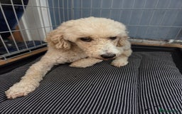 Miniature Poodle dogs for sale: 🩷 Miniture poodle girl 🩷 - Image 1