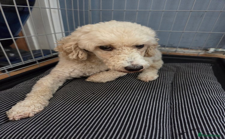 Miniature Poodle dogs - Advert 11