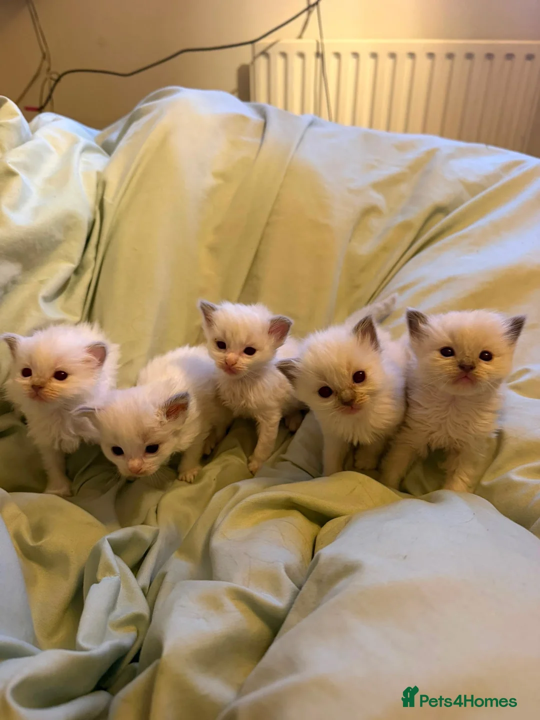 Ragdoll cats for sale: 5 Ragdoll Kittens for sale (3 girls 2 boys)  - Advert 12