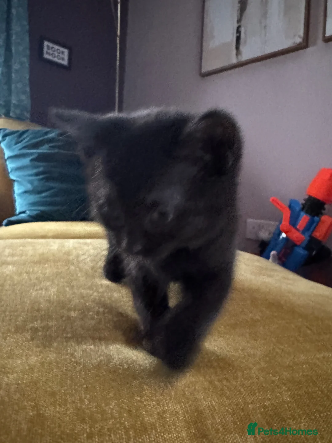 British Shorthair cats for sale: 6 Chunky British Shorthair kittens - Advert 13