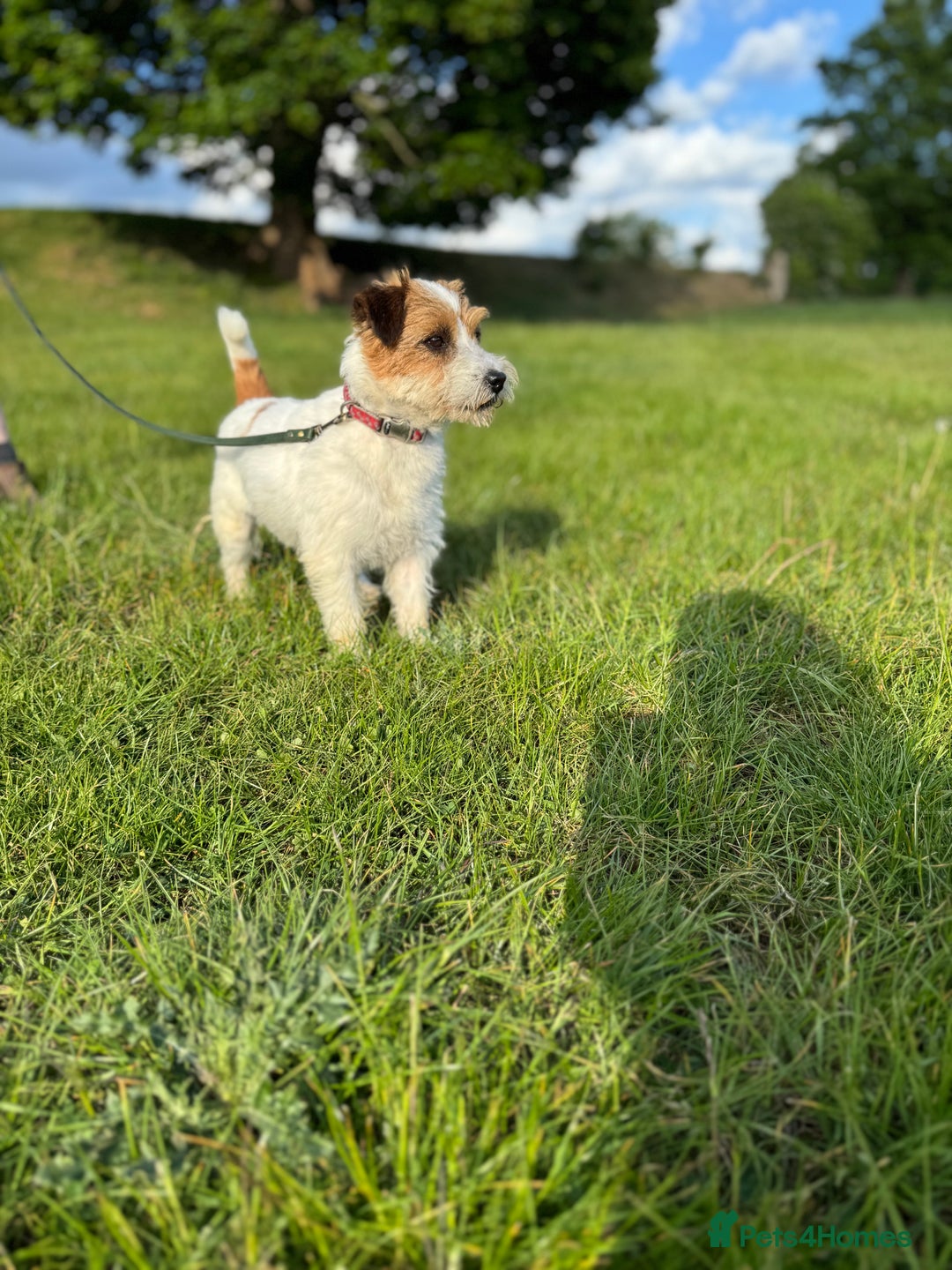 Jack Russell dogs for sale: Pedigree Jack Russell Puppies  - Image 36