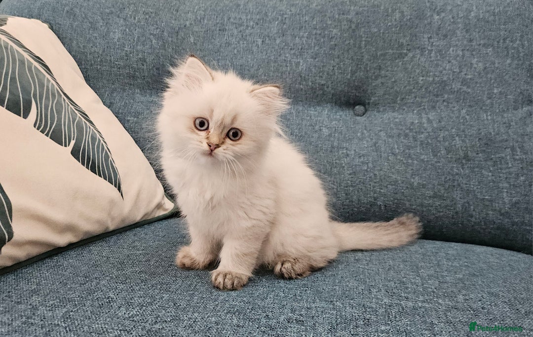 Scottish Fold cats for sale: Excellent Scottish fold kittens  - Image 32