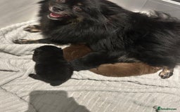 Pomeranian dogs for sale: Beautiful Pomeranians Ready for new forever homes  - Image 6