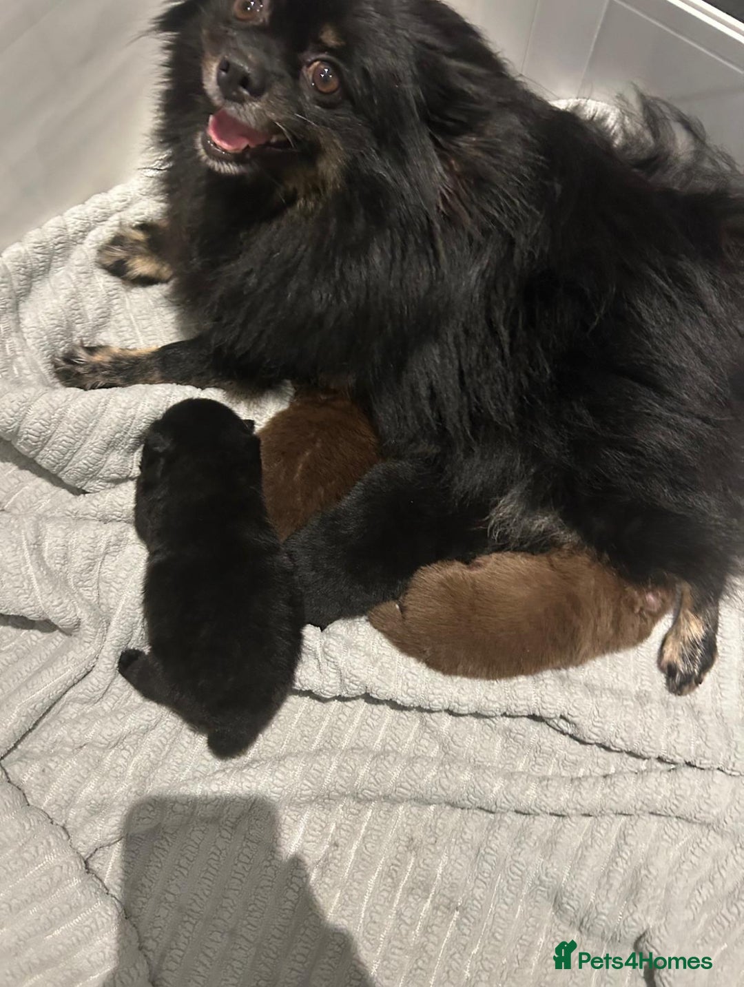 Pomeranian dogs for sale: Beautiful Pomeranians Ready for new forever homes  - Image 6