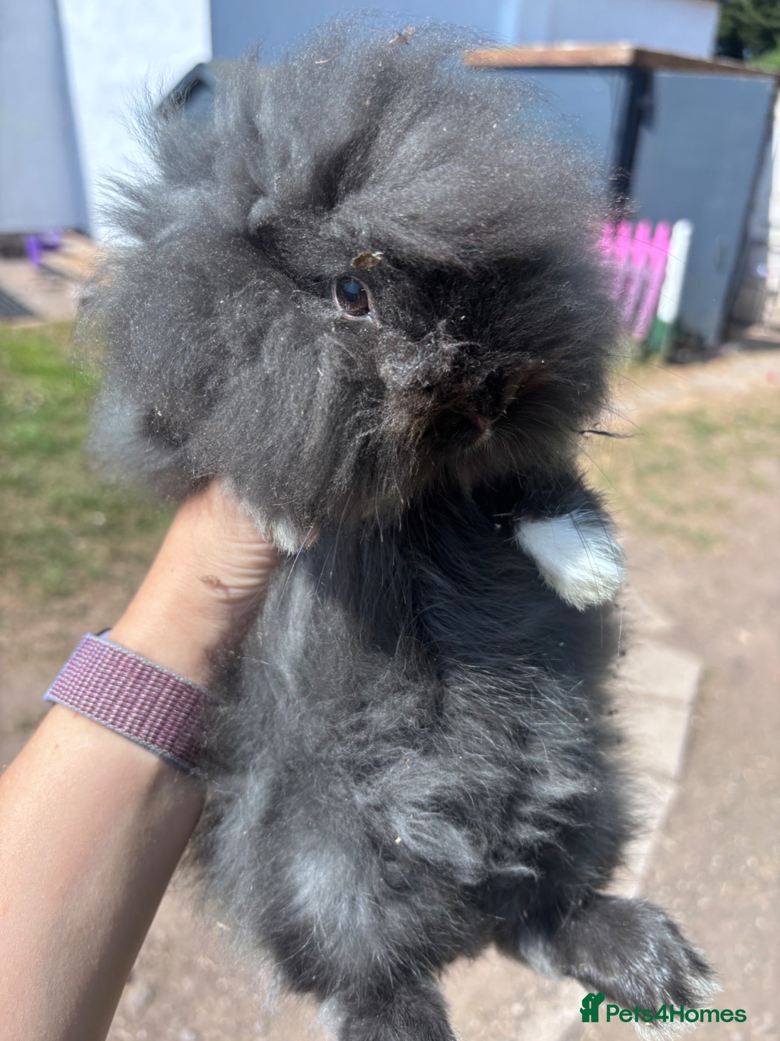 Lionhead rabbits **READY NOW** one gorgeous boy left   - Advert 17