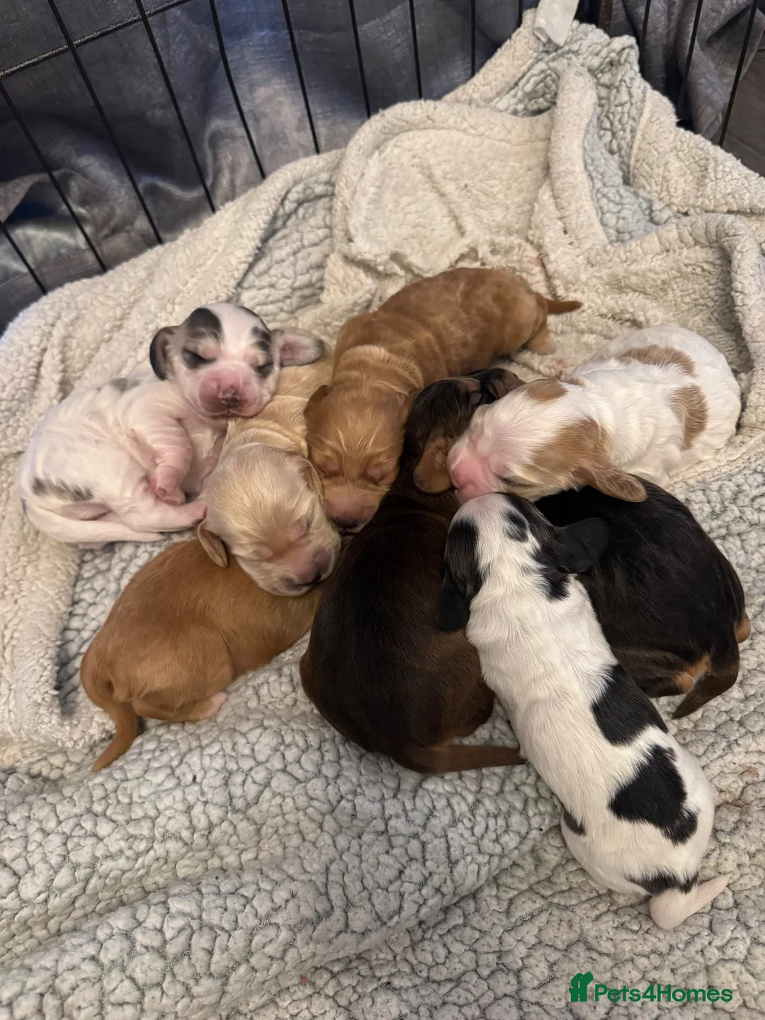 Cocker Spaniel dogs for sale: KC Registered beautiful cocker spaniel pups! - Advert 1
