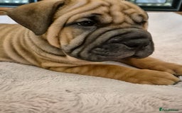 Shar Pei dogs for sale: Shar pei pups READY NOW - Image 8