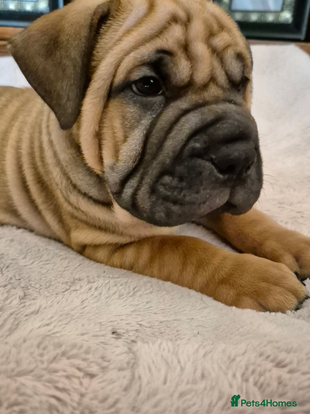 Shar Pei dogs for sale: Shar pei pups READY NOW - Image 8