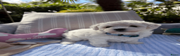 Bichon Frise dogs for sale: Beautiful KC Registered Bichon Frise Girls - Advert 4
