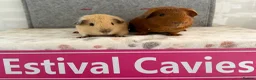 Guinea Pig rodents for sale: Californian & Golden young boars - Advert 3