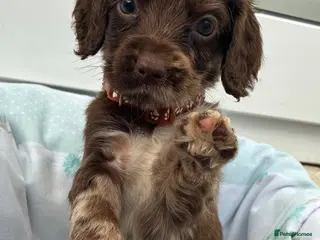 Cockapoo dogs Beautiful F1b cockapoo puppies - Advert 6