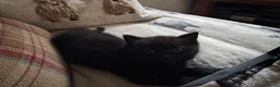 Mixed Breed cats for sale: Kittens for sale - Advert 7