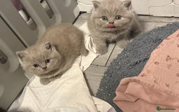 British Shorthair cats for sale: Beautiful British shorthair champion bloodlines - Image 30