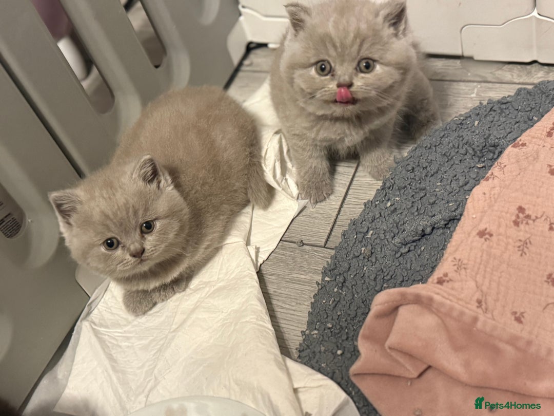 British Shorthair cats for sale: Beautiful British shorthair champion bloodlines - Image 30