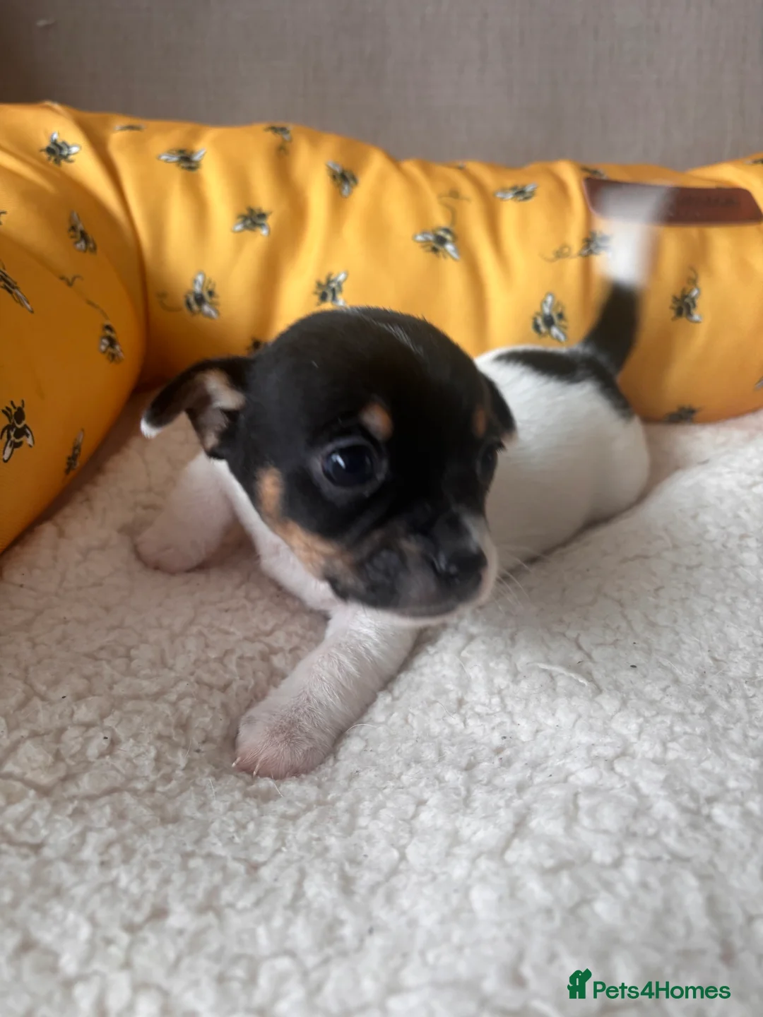 Mixed Breed dogs for sale: 5 beautiful Jackchi boys  - Advert 2