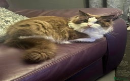 Ragdoll cats for sale: Ragdoll female  - Advert 2