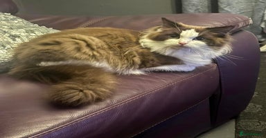 Ragdoll cats Ragdoll female  - Advert 6