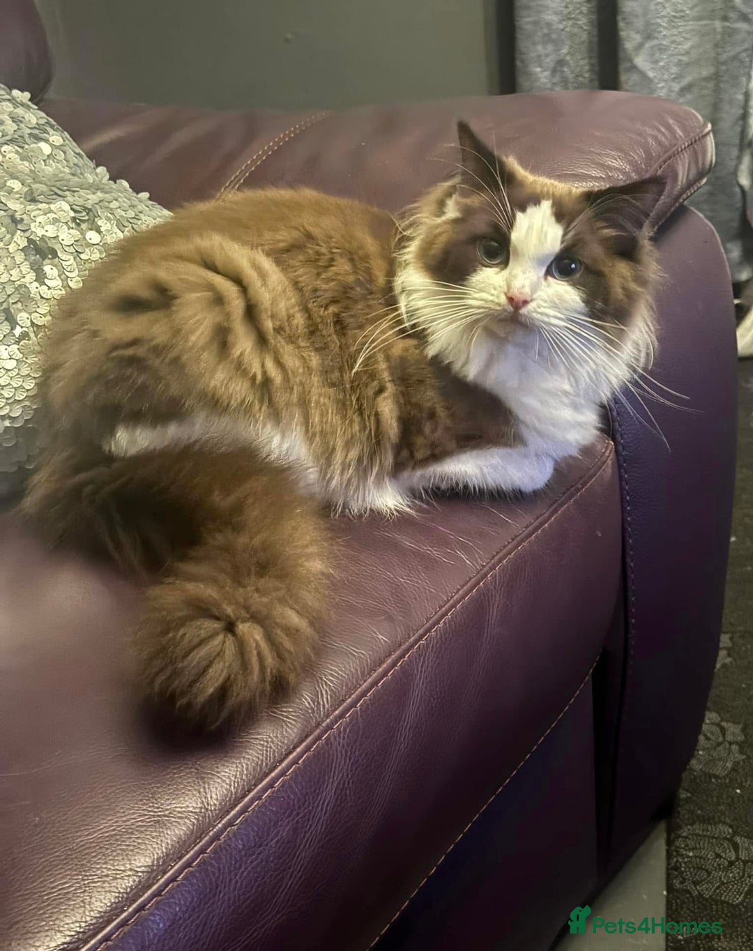 Ragdoll cats for sale: Ragdoll female  - Advert 2