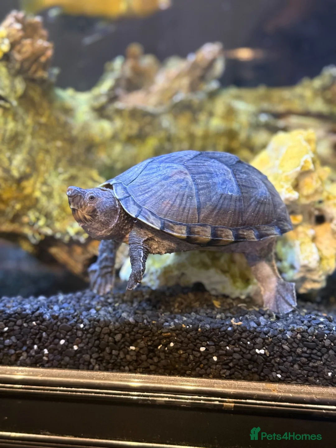 Piranhas fish for sale: FREE REDBELLYPIRHANA/TINFOILBARB/PINKTAIL CHALCEUS - Advert 2