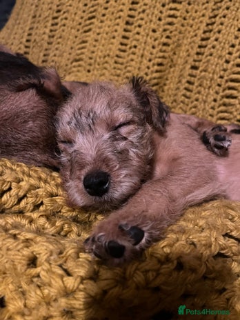 Lakeland Terrier dogs - Advert 1